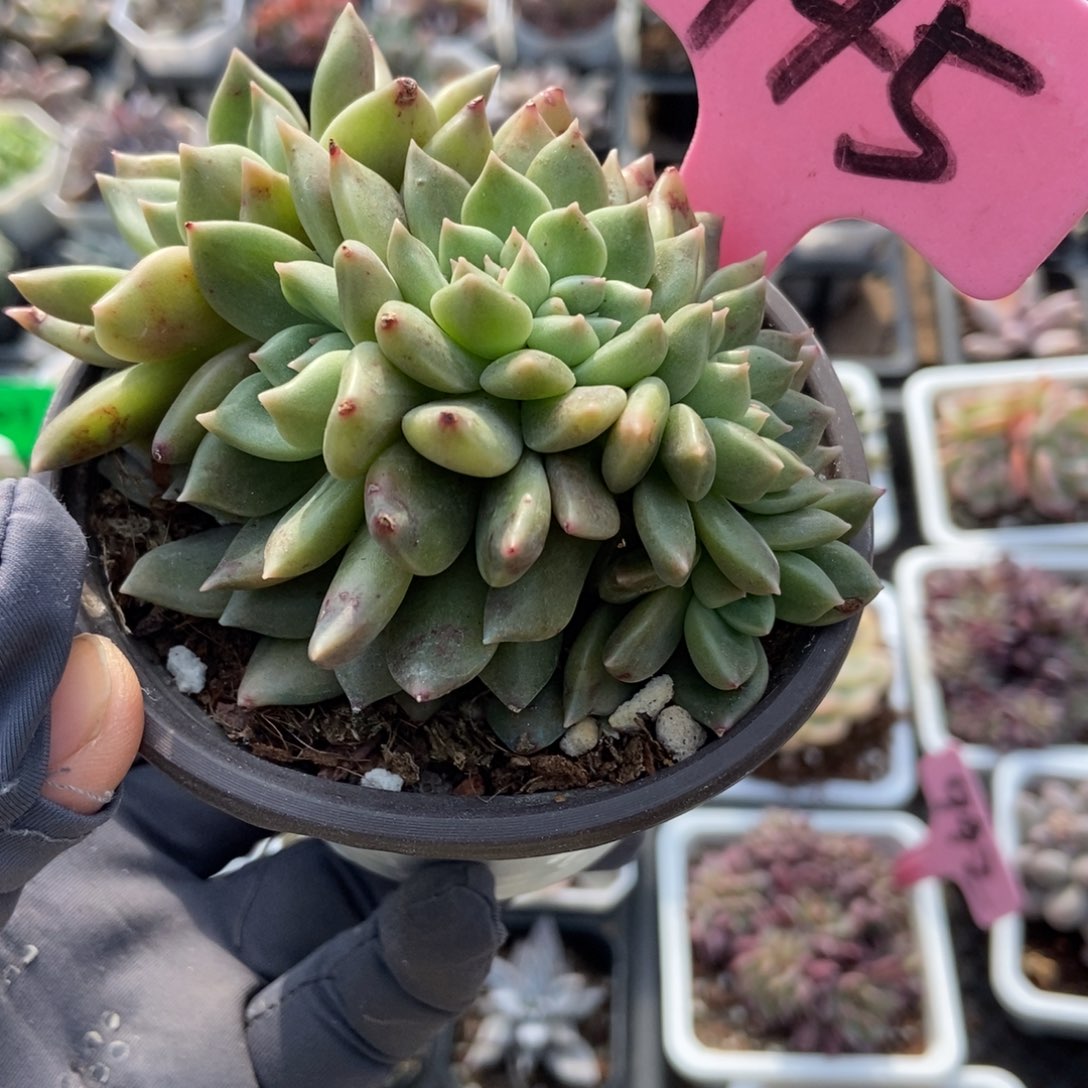 945璀璨缀多肉植物