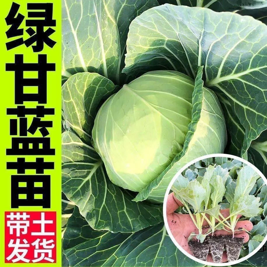 有机包菜苗绿甘蓝苗牛心甘蓝秧苗孢子甘蓝卷心菜苗大头菜蔬菜苗