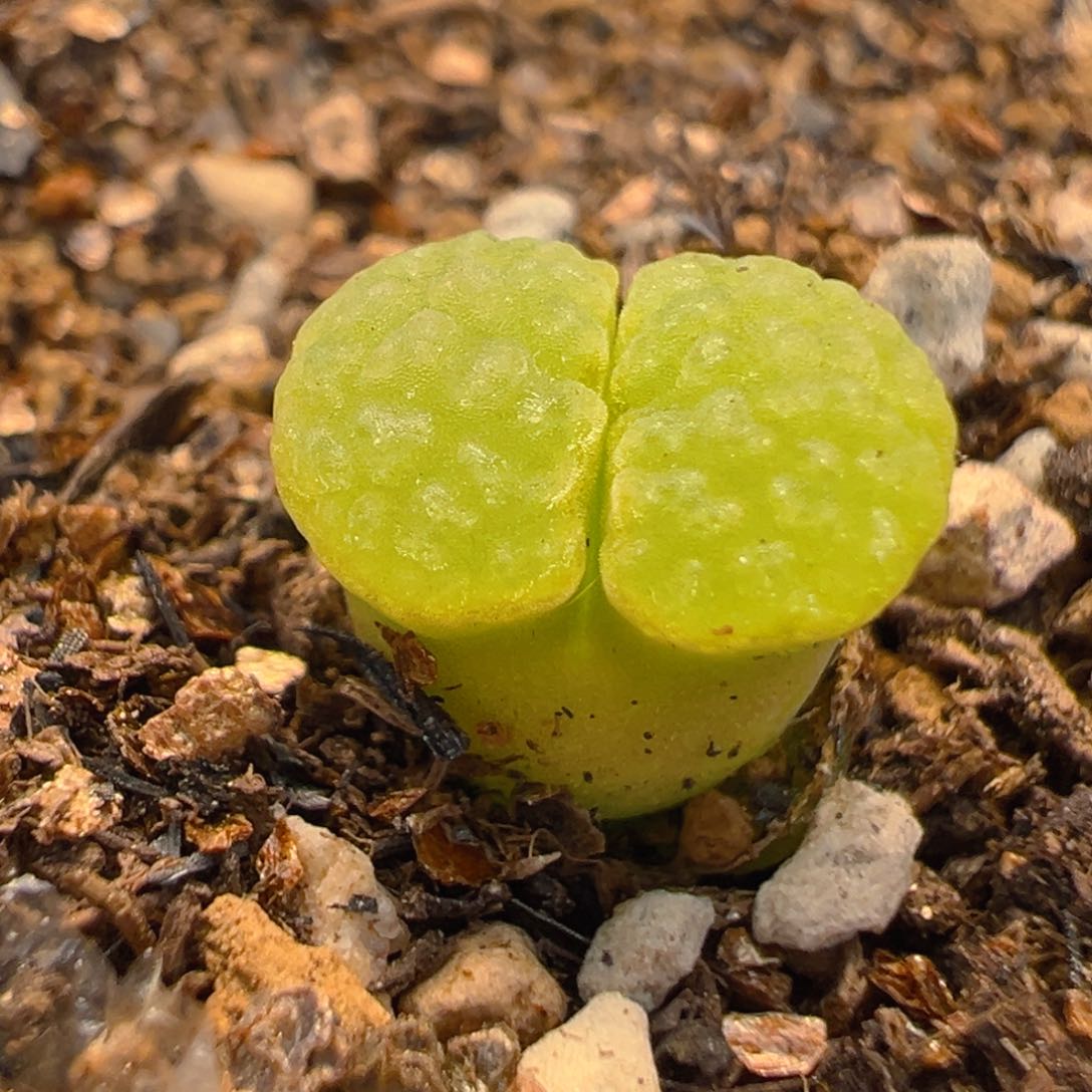 137多肉植物百科知识