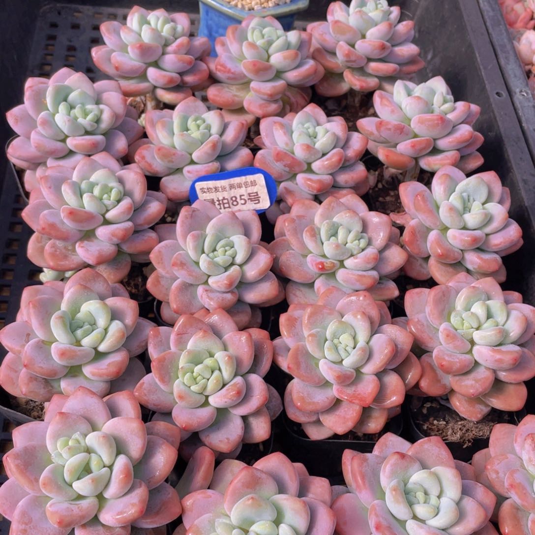 量拍85号 优选红洛神单头一个