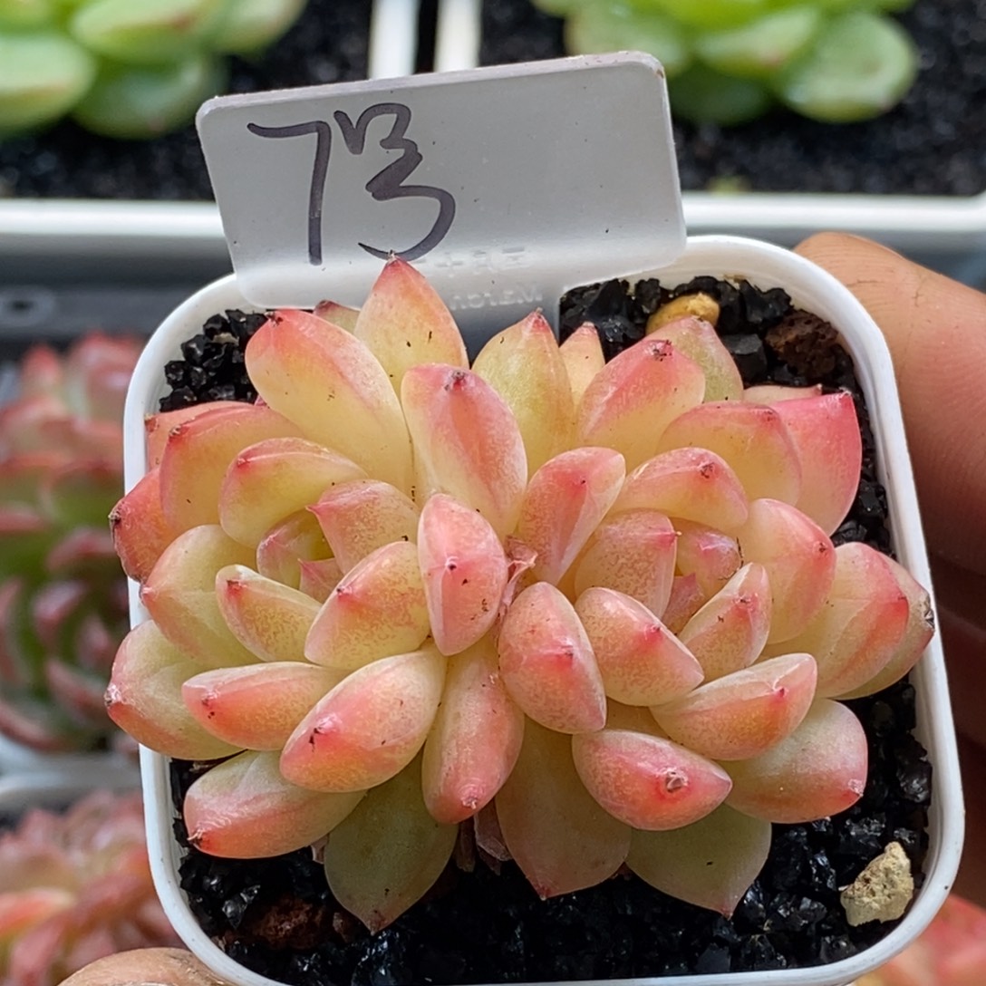 天官赐福百无禁忌