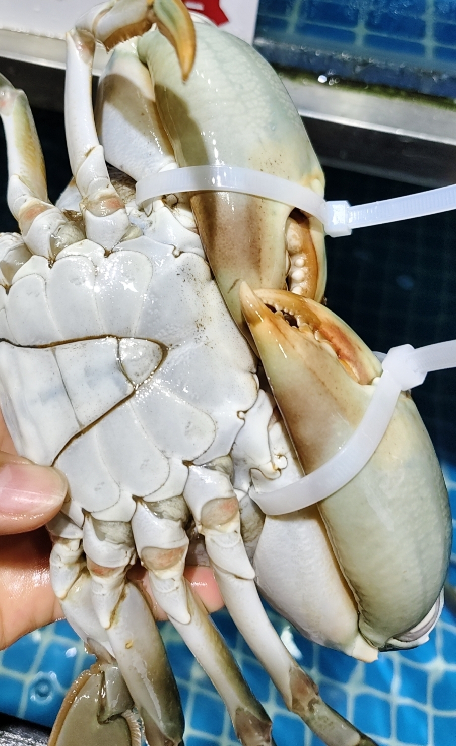 正宗广东台山大肉蟹2只