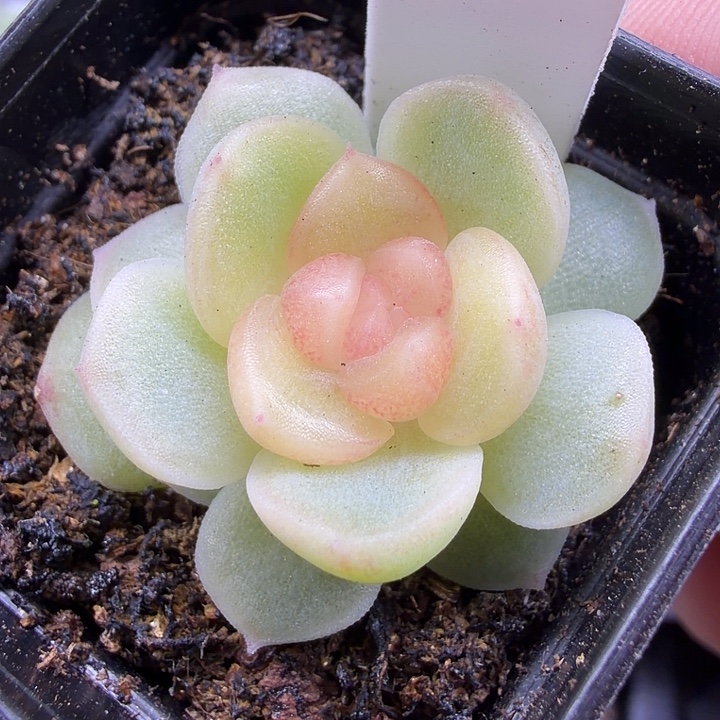 碧琉璃四公分盆口