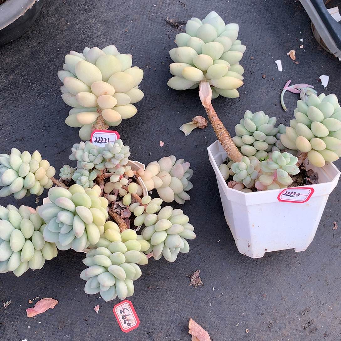 让**来22220.22221泡泡糖