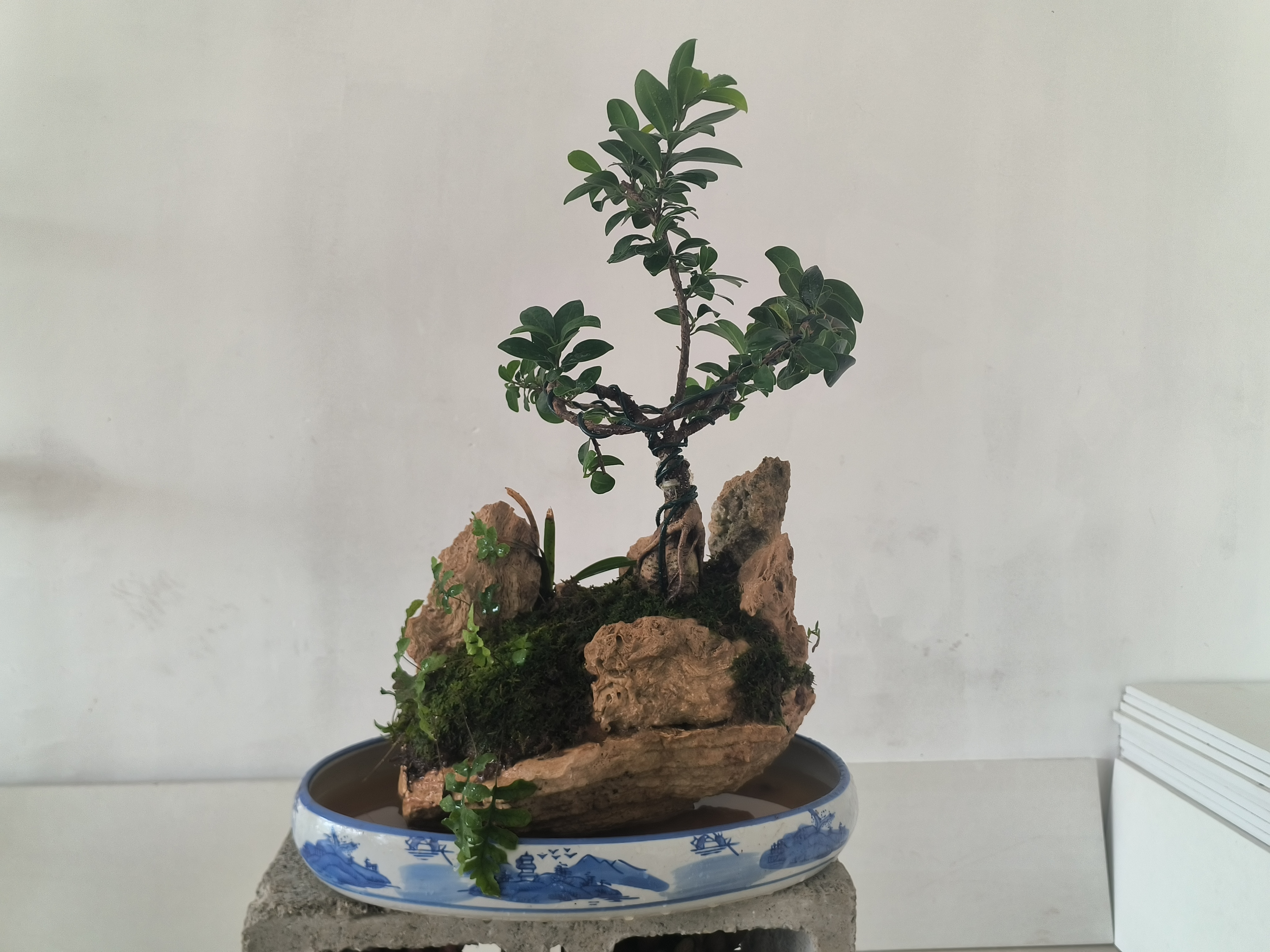 喜阳耐寒榕树盆景可摆放桌面的绿植带接水盘