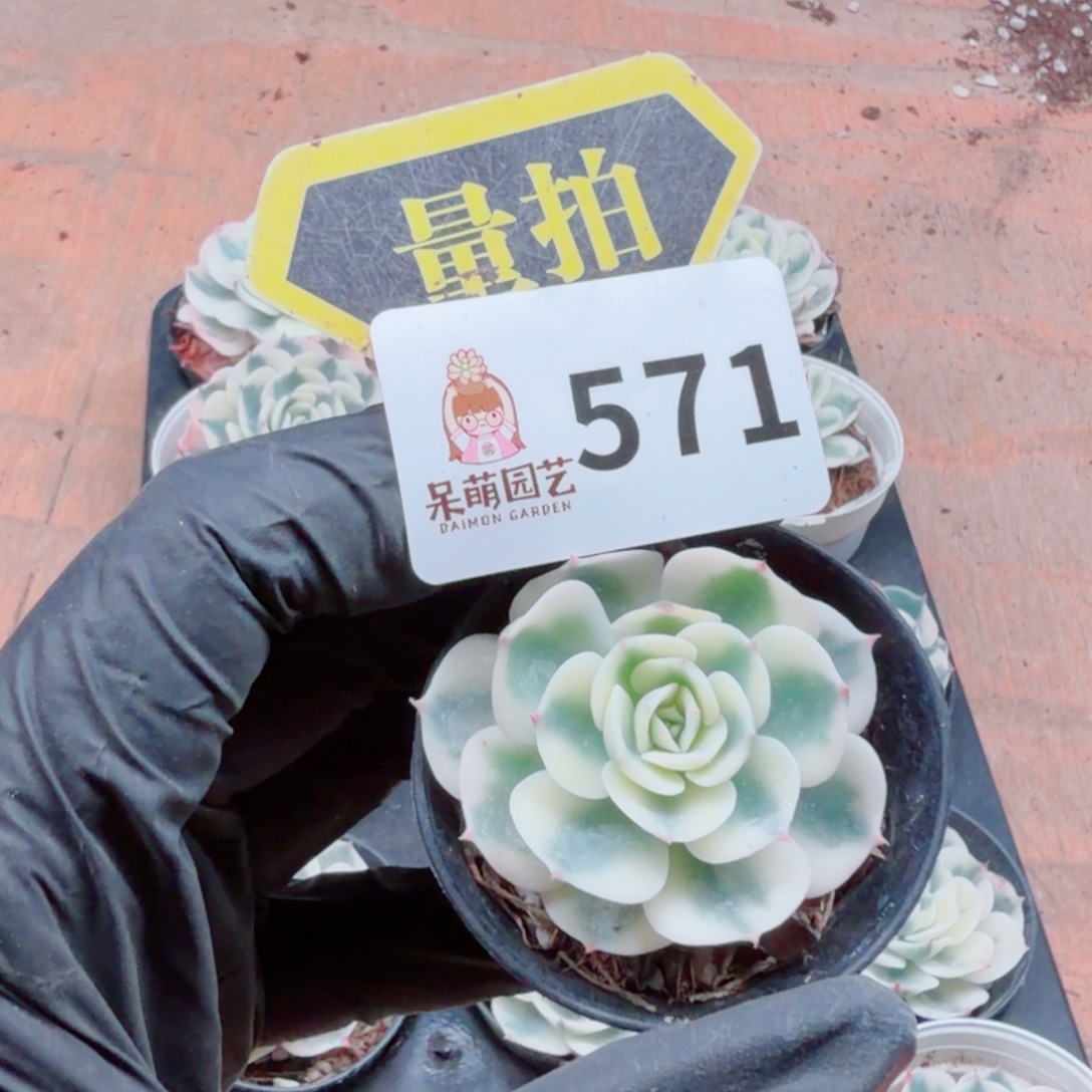 多肉植物多肉植物