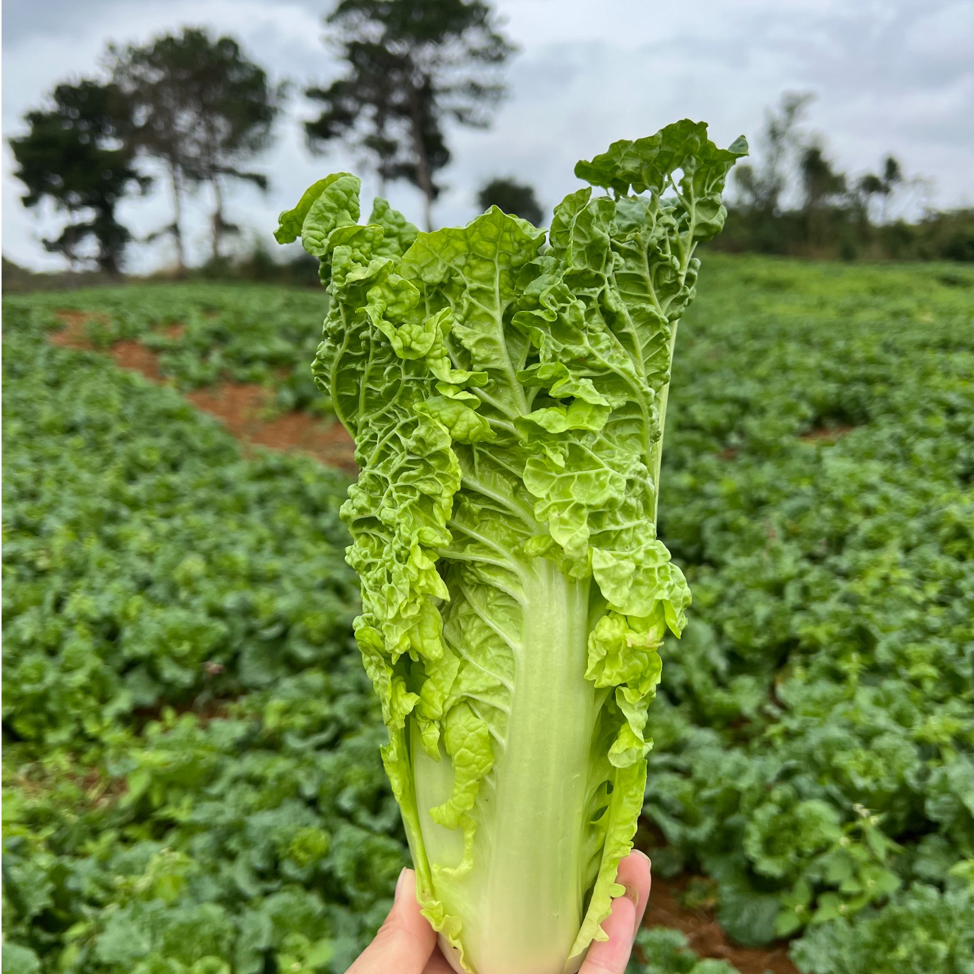 现砍现发贵州高山露天老品种麻叶菜自然生长小白菜新鲜蔬菜