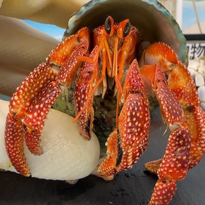 A4斐济草莓2.8cm口径