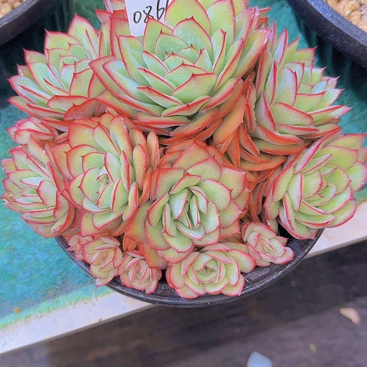 0866牡丹亭多肉植物