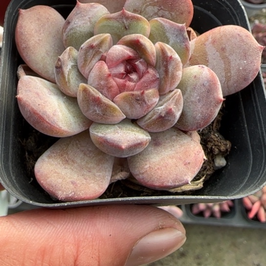 275红恋多肉植物多
