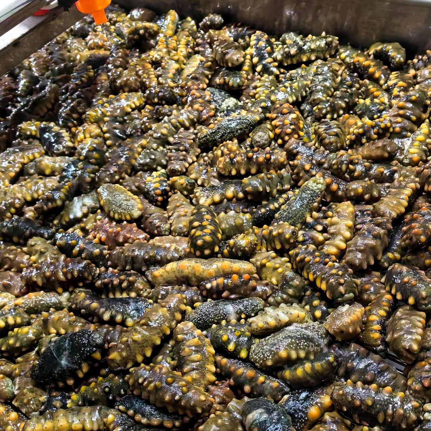 长海县底播深海原种海参5斤皮子  现场煮制成冻煮料