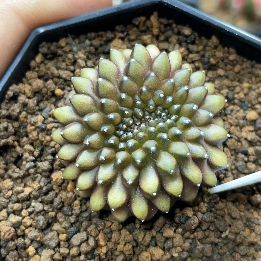 泰系实生根，貘缀