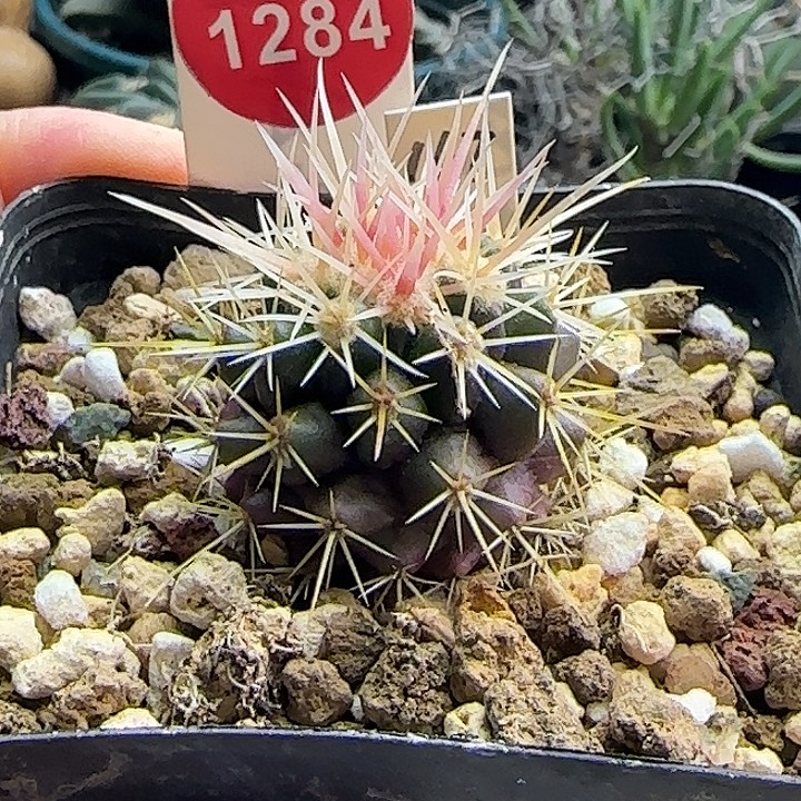 实生豪狂刺金琥一棵66877