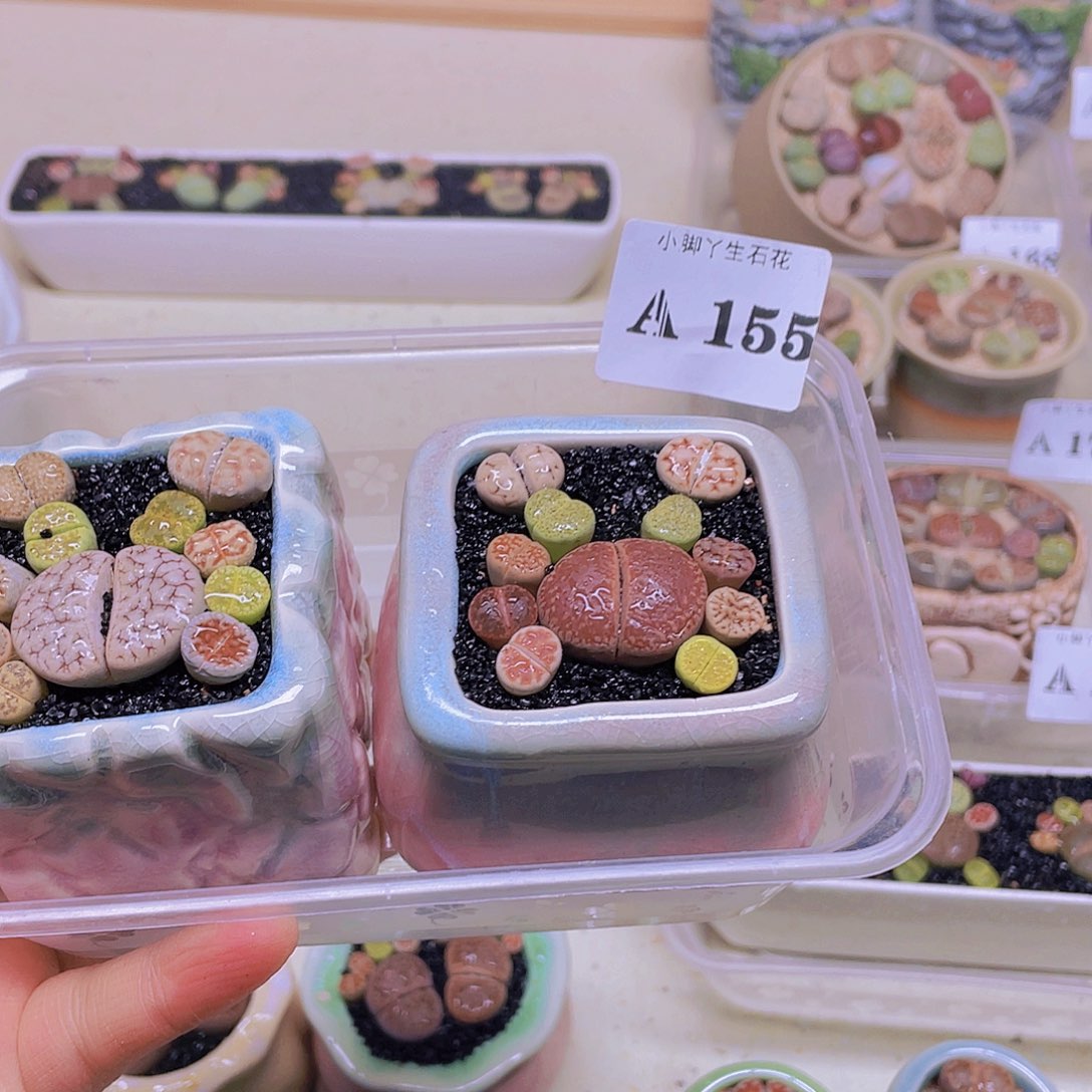 用***7155……开播后的第一个节目是在