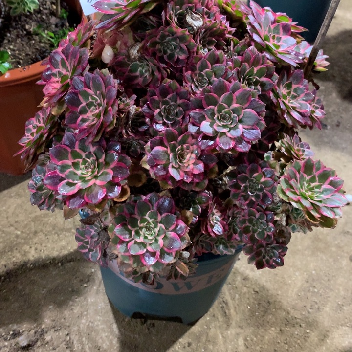 234云荷多肉植物特价