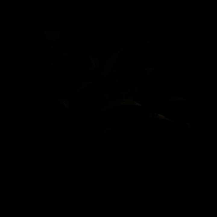 无花朵精灵七厘米二姐挖