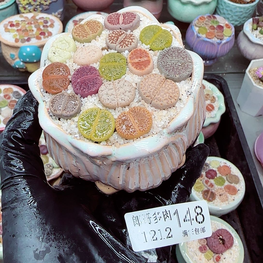 生石花满18包邮1212-148