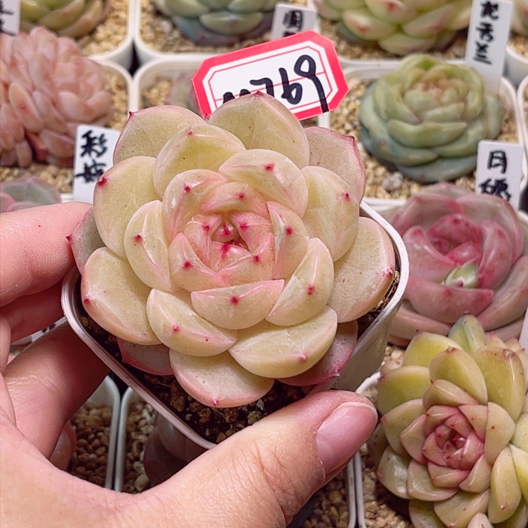 M769 一物一拍 精致孤品珍妮