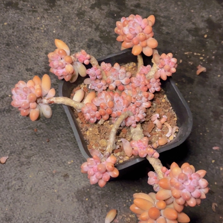 特价福利全状态手指