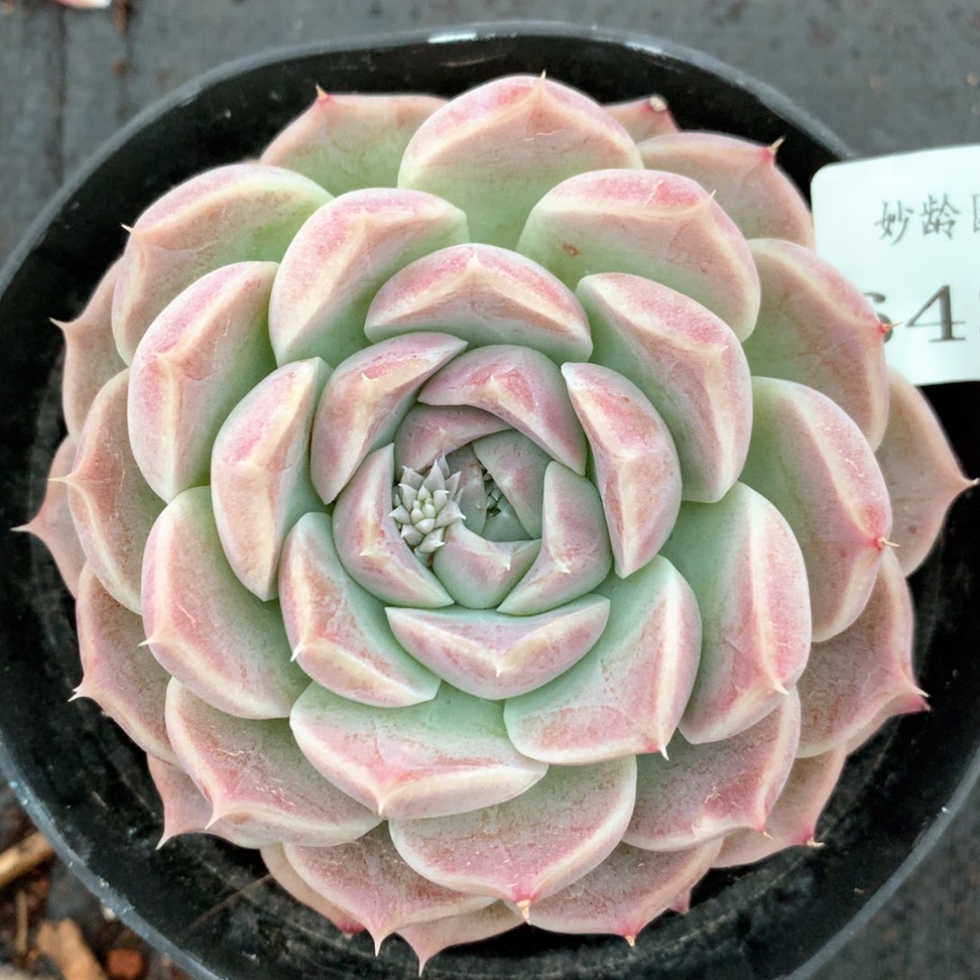 6430杂交多肉植物