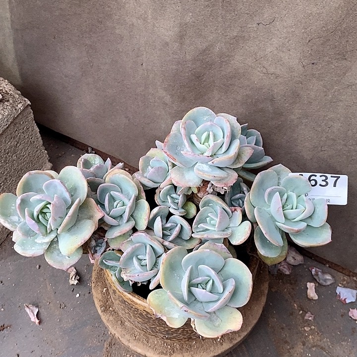 637。。。。。。。。。。。。。。