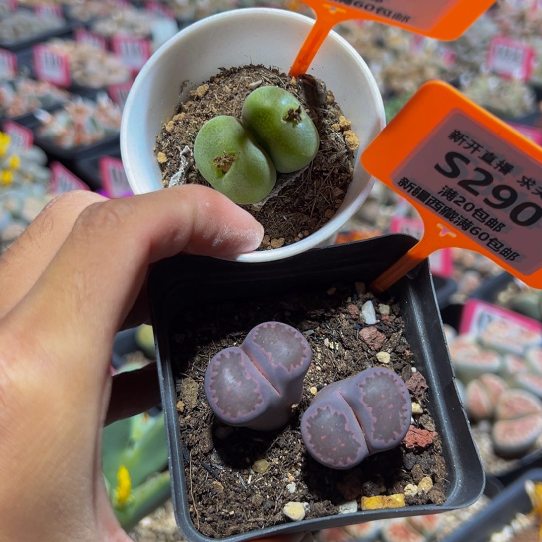 289.290 一物一拍，退款3次，自动关屋，默认有伤，介意勿拍，不退不换