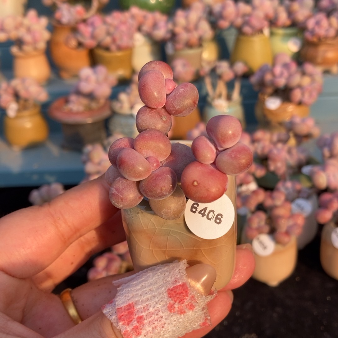 6406糖果腰子蛋带盆土