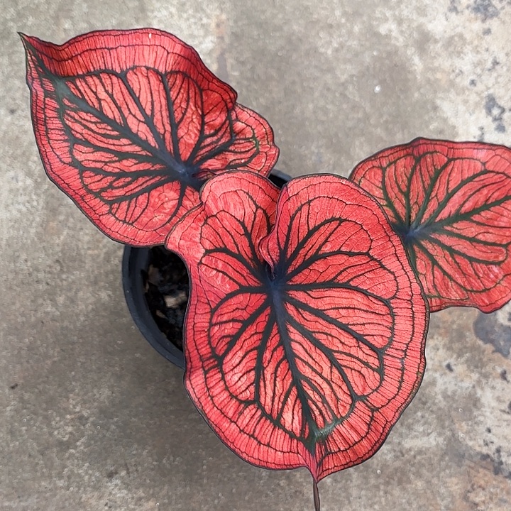 5-1210蜘蛛侠广东现货