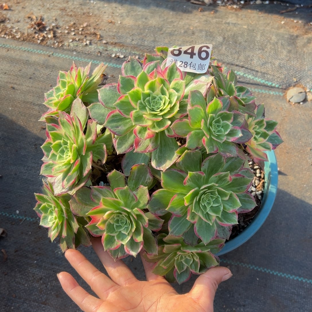 多肉植物846万花筒有三个小断枝