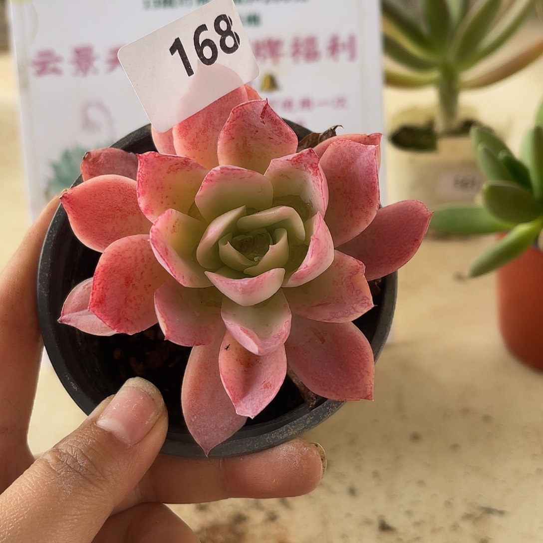 吉安娜。 168。11111111111