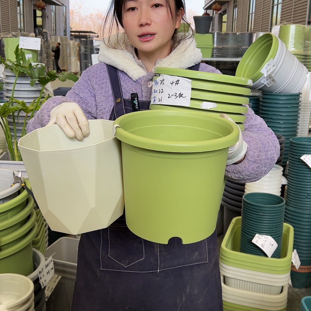 四季盆4#果绿8个（含托）