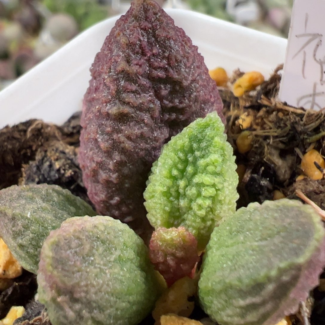 w福桃多肉植物水泡