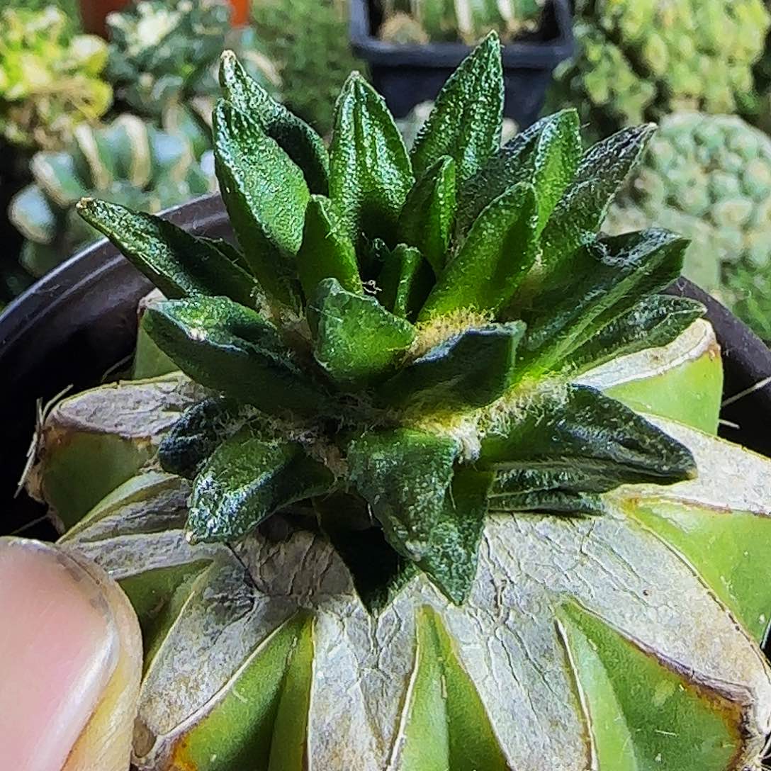 龙角007仙人球开花