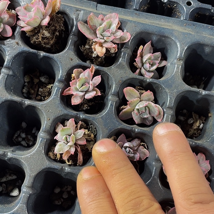 小伯克利锦1.5带土发