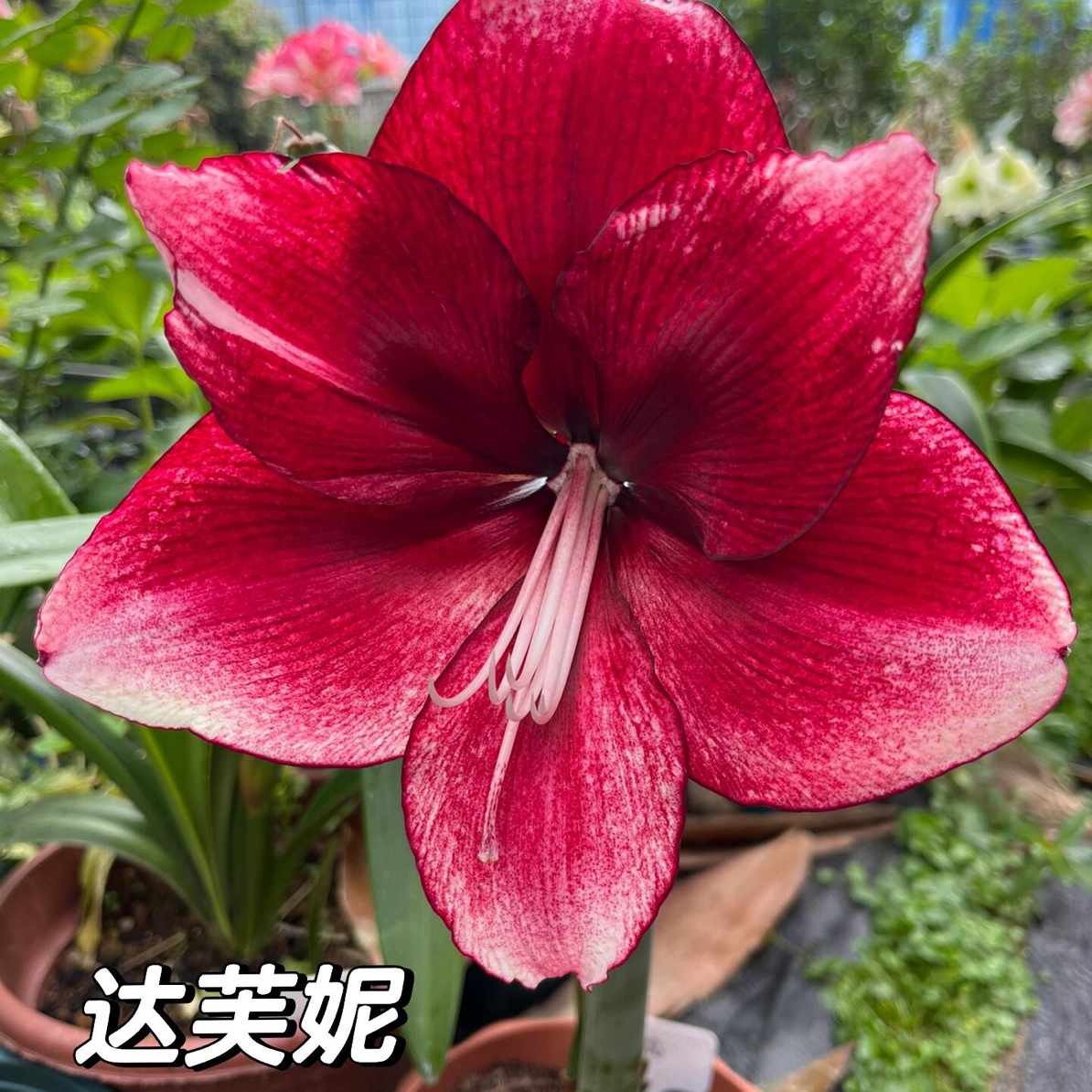 【达芙妮】单瓣朱顶红种球四季开花室内外盆栽好养活花卉