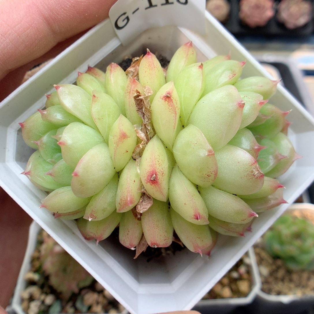 G115，柿子多肉20包邮两天凑单