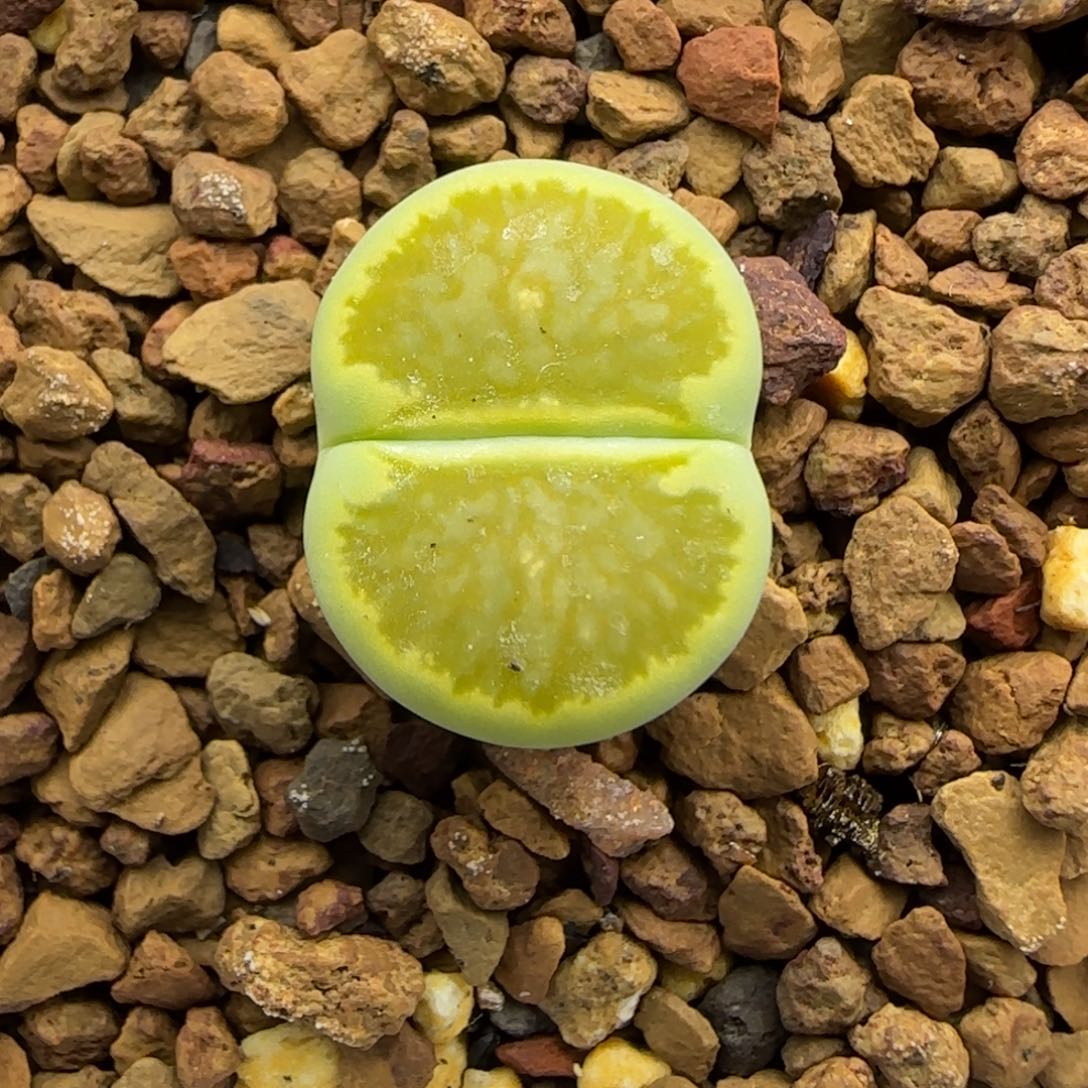 045 生石花大棚直播