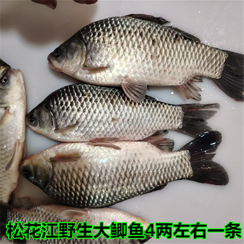 【特大鲫鱼8斤】野生特大4两左右每条大鲫鱼冷冻鲫鱼