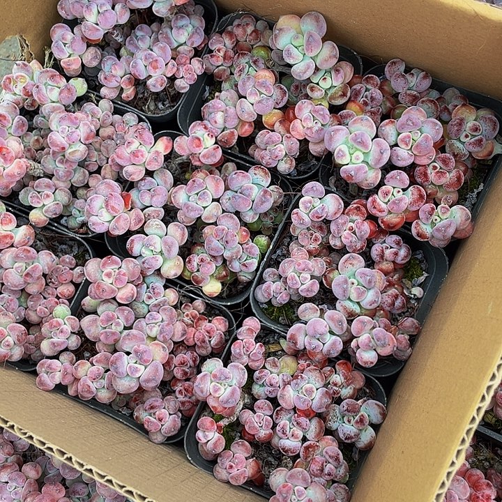 汤姆漫画带盆土发散群