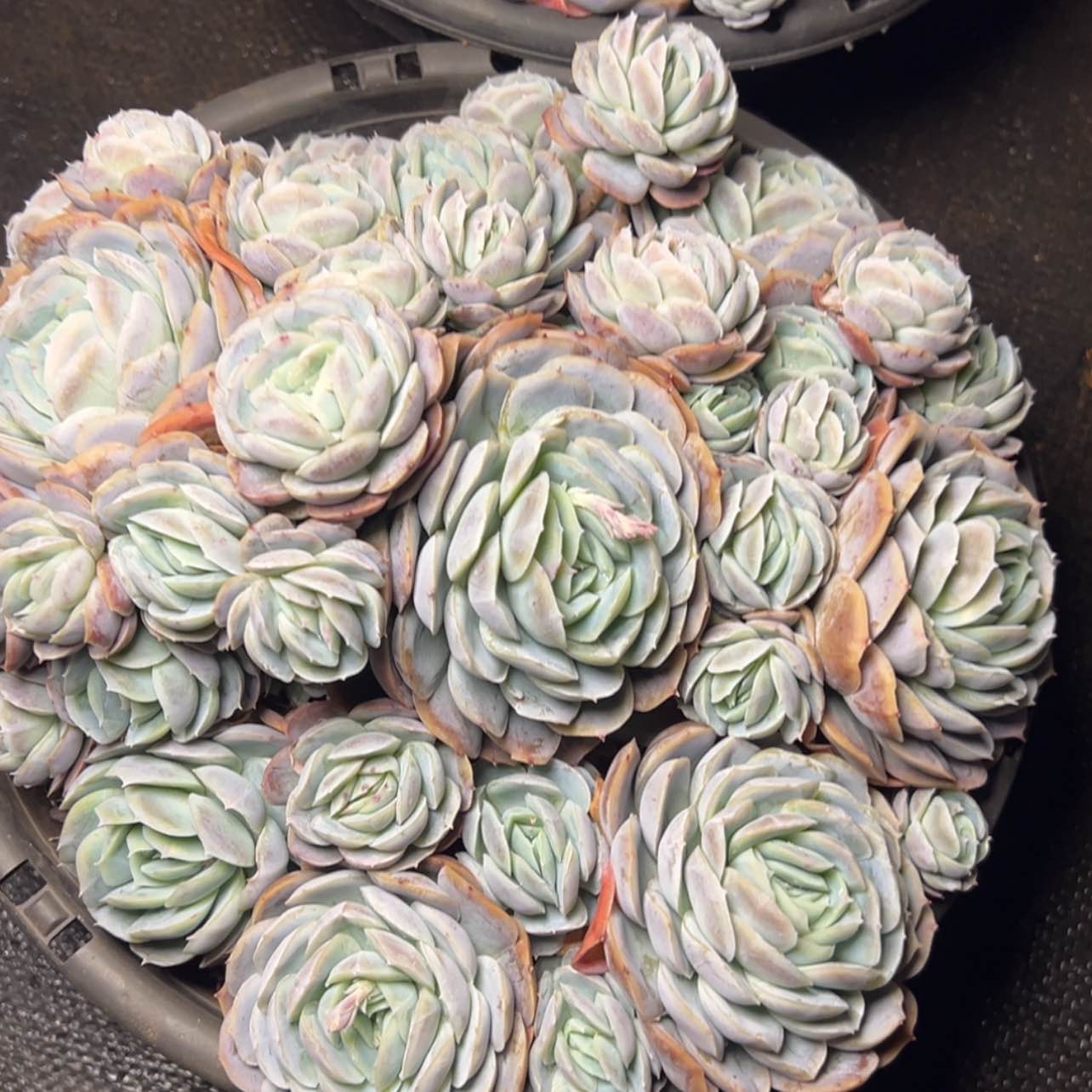 【闪购商品】西娜多肉59.9