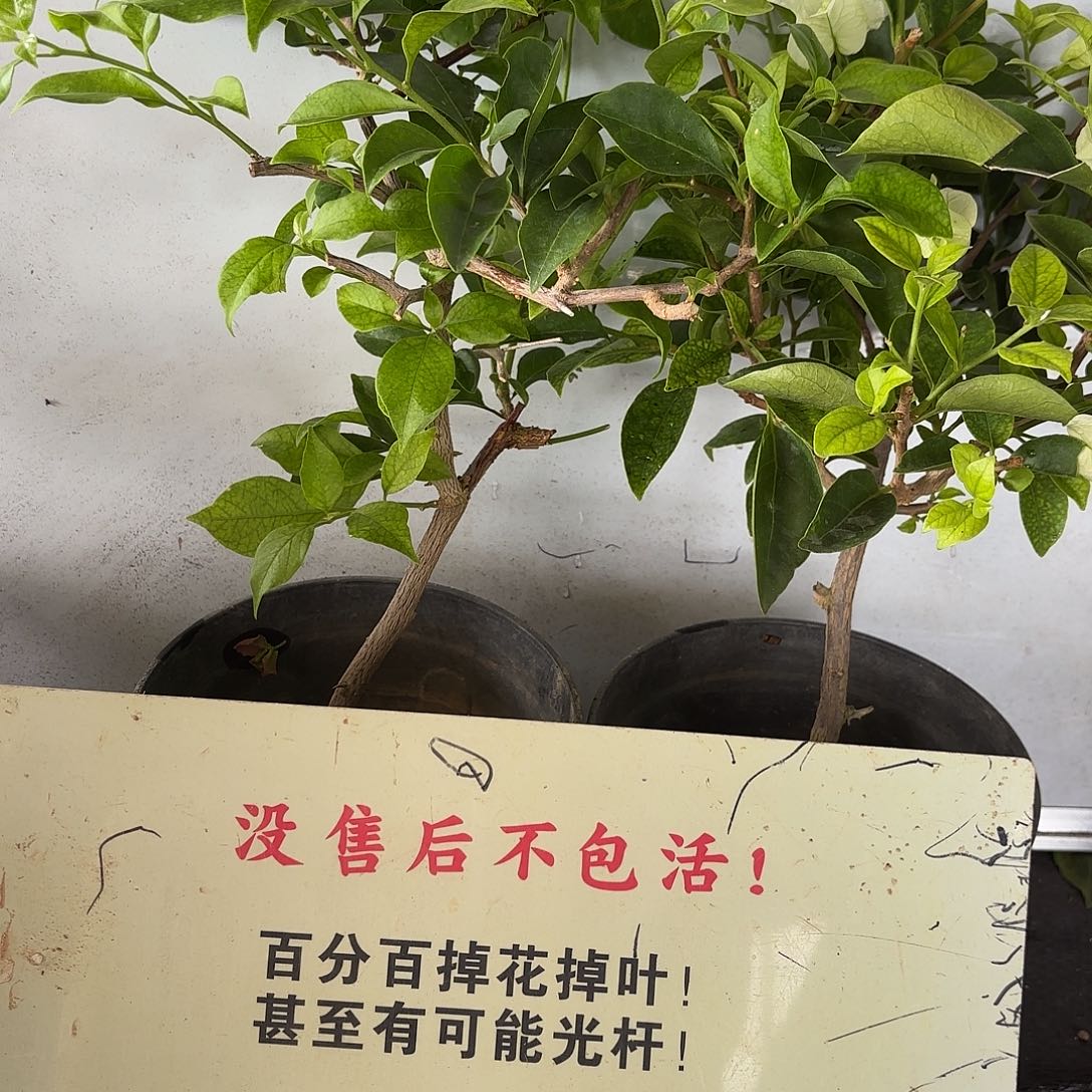 菲***常当前无花栽培后可以开花苹果花加白雪公主