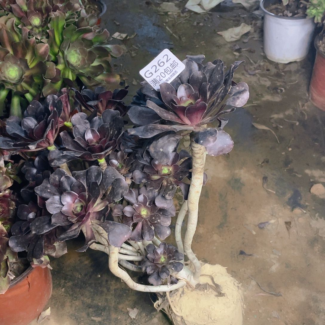 262黑原叶多肉法师无主头