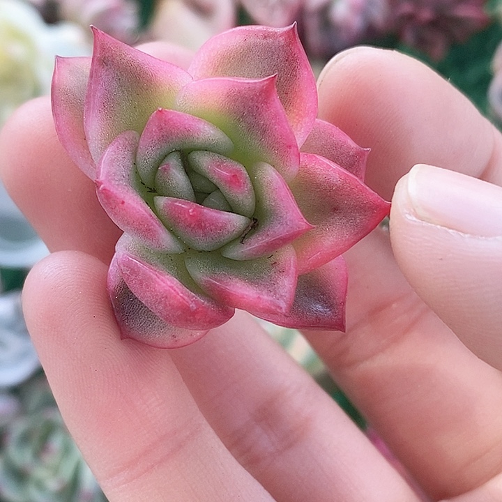 弗兰克一物一拍，