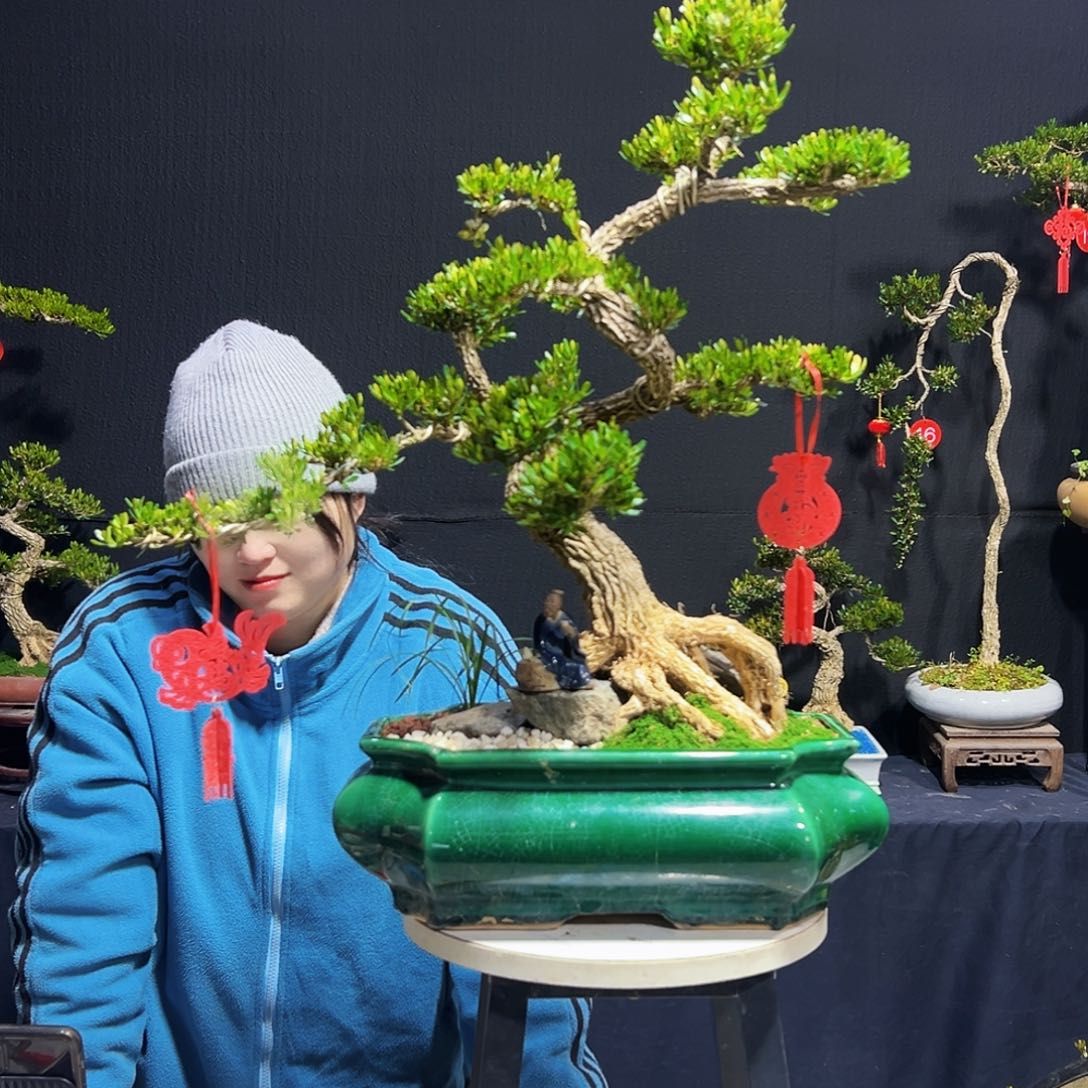 绿植振**材广东皱皮黄杨木