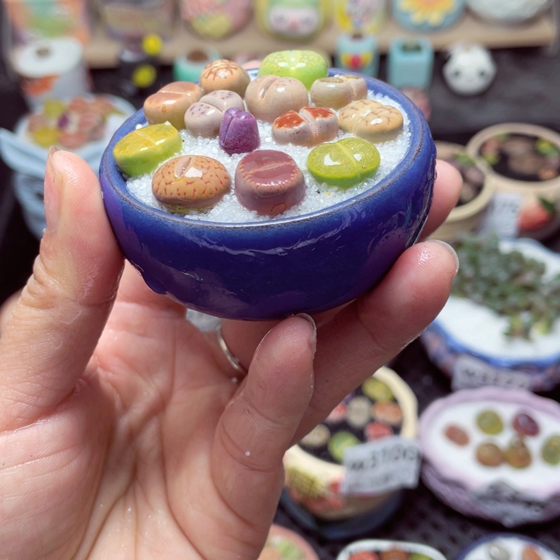 w3186 带盆土发货 -零下地区拍保温箱