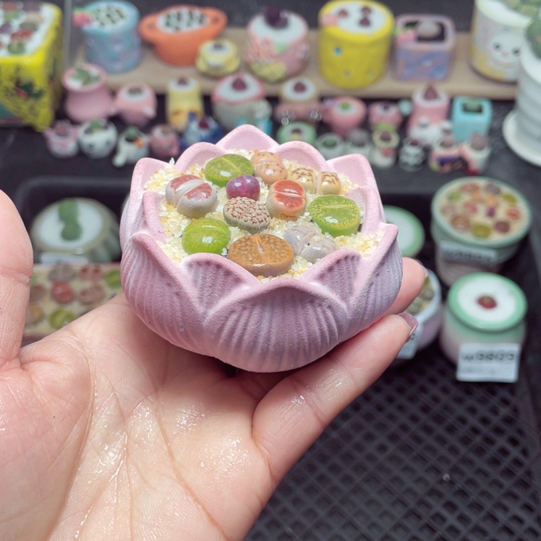 w9811 带盆土发货-零下地区拍保温箱