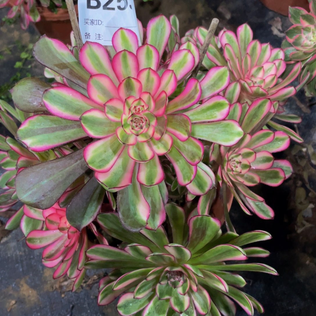 259白月光111111多肉