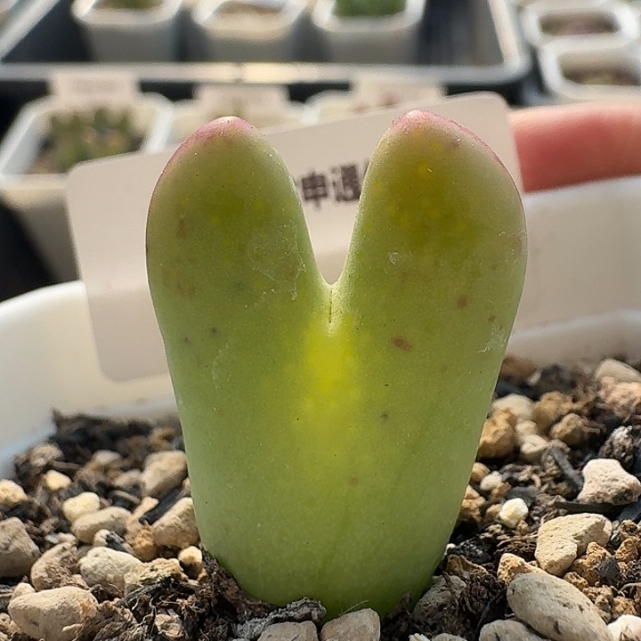 14 大米奇少将。    