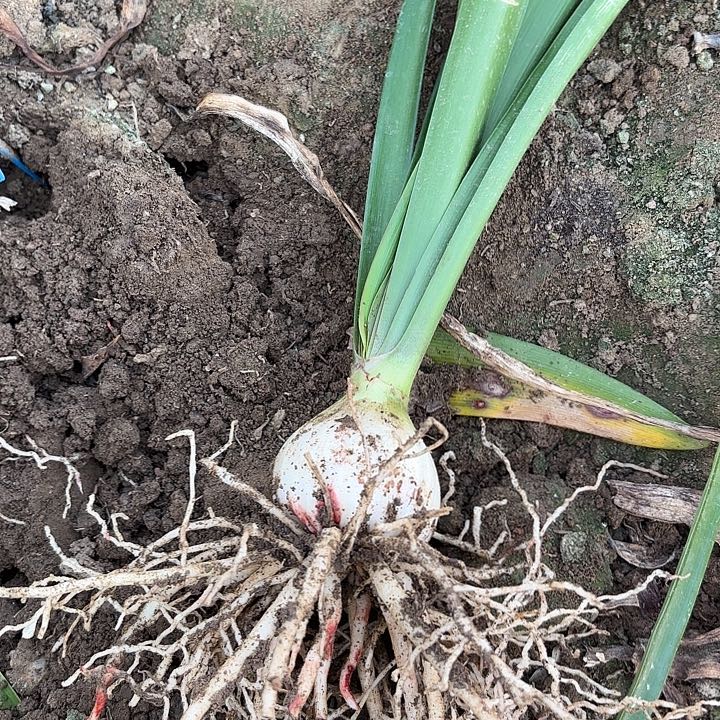 远****9安吉拉有标带土发货5