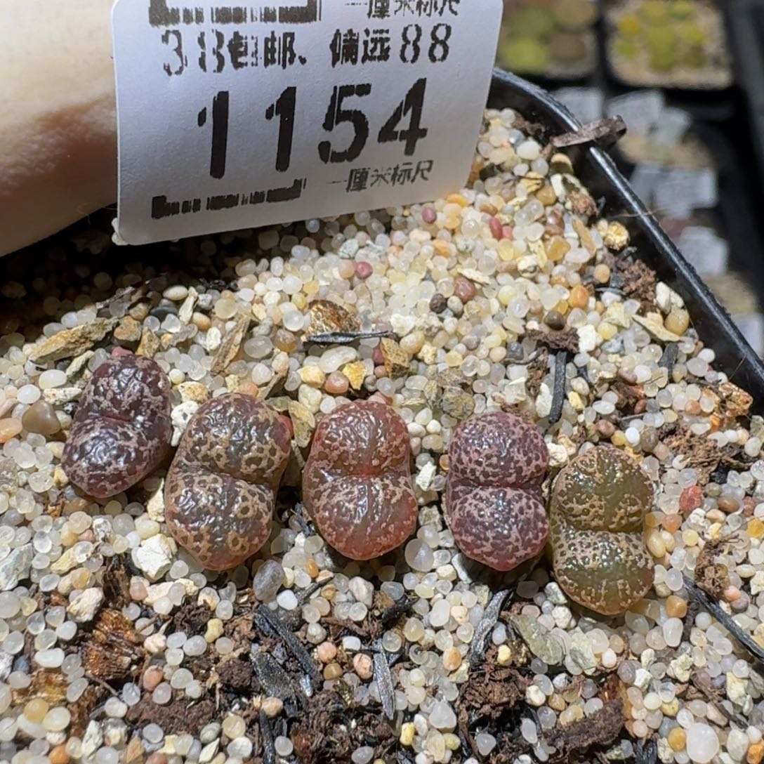 ZzzZ生石花肉锥1154